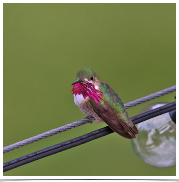 Calliope Hummingbird